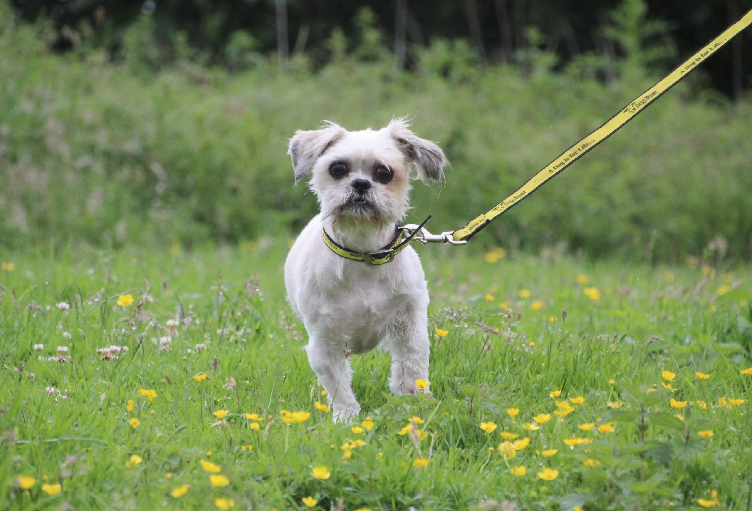 A much happier looking Lhasa Apso white dog after a major hair cut. You can see his big grown eyes now. He is on a yellow lead running through short grass dotted with buttercups. (Credit: Dogs Trust)