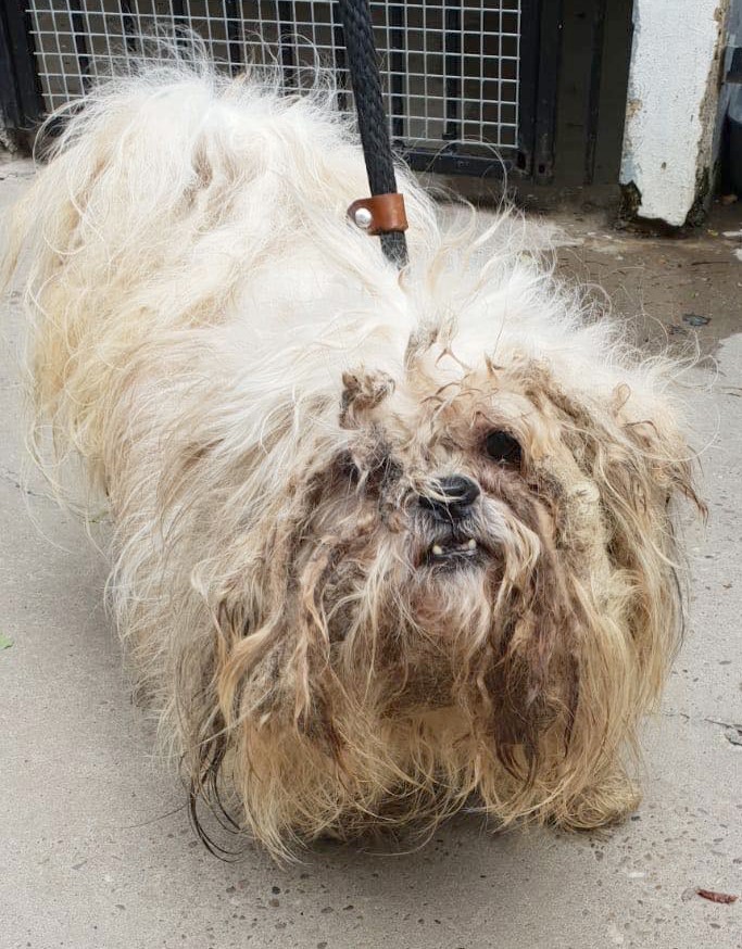 An extremely furry white Lhasa Apso dog. His fur is very matted and dirty around the face. He looks very sad. He is standing up looking at the camera above him. (Credit: Dogs Trust)