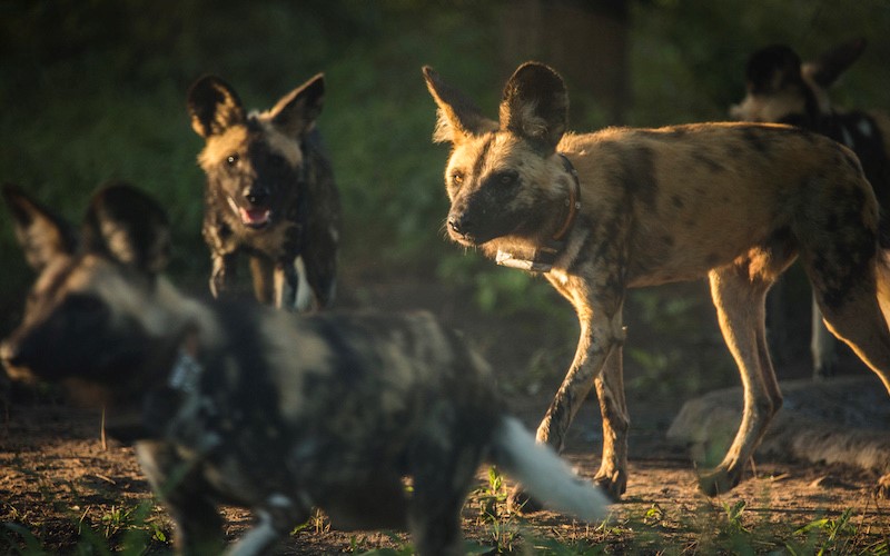 Wild dogs.