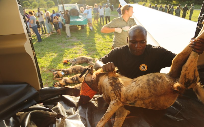 A man in a black t-shirt holding a dog.