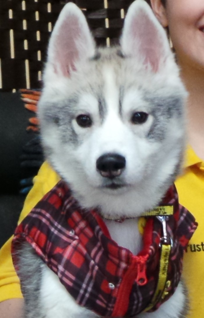 Husky puppy Dogs trust