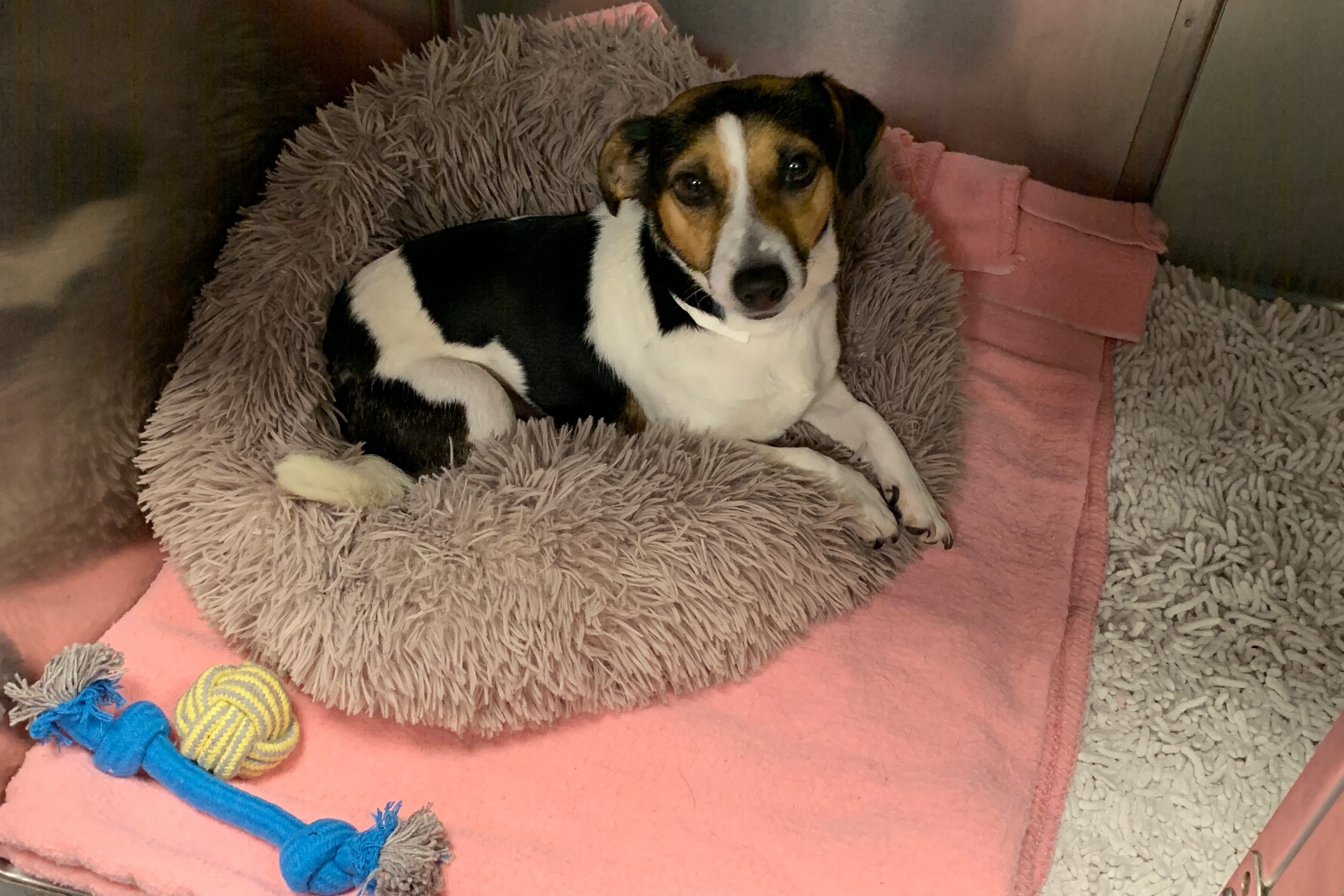 Rosie the 18-month-old Jack Russell terrier in her bed at RSPCA Putney Animal Hospital