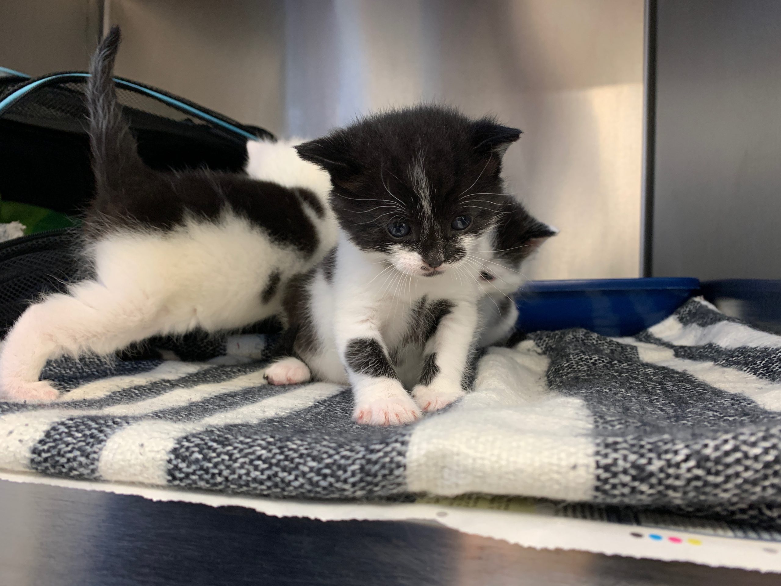 One of three kittens fostered by nurse Jess