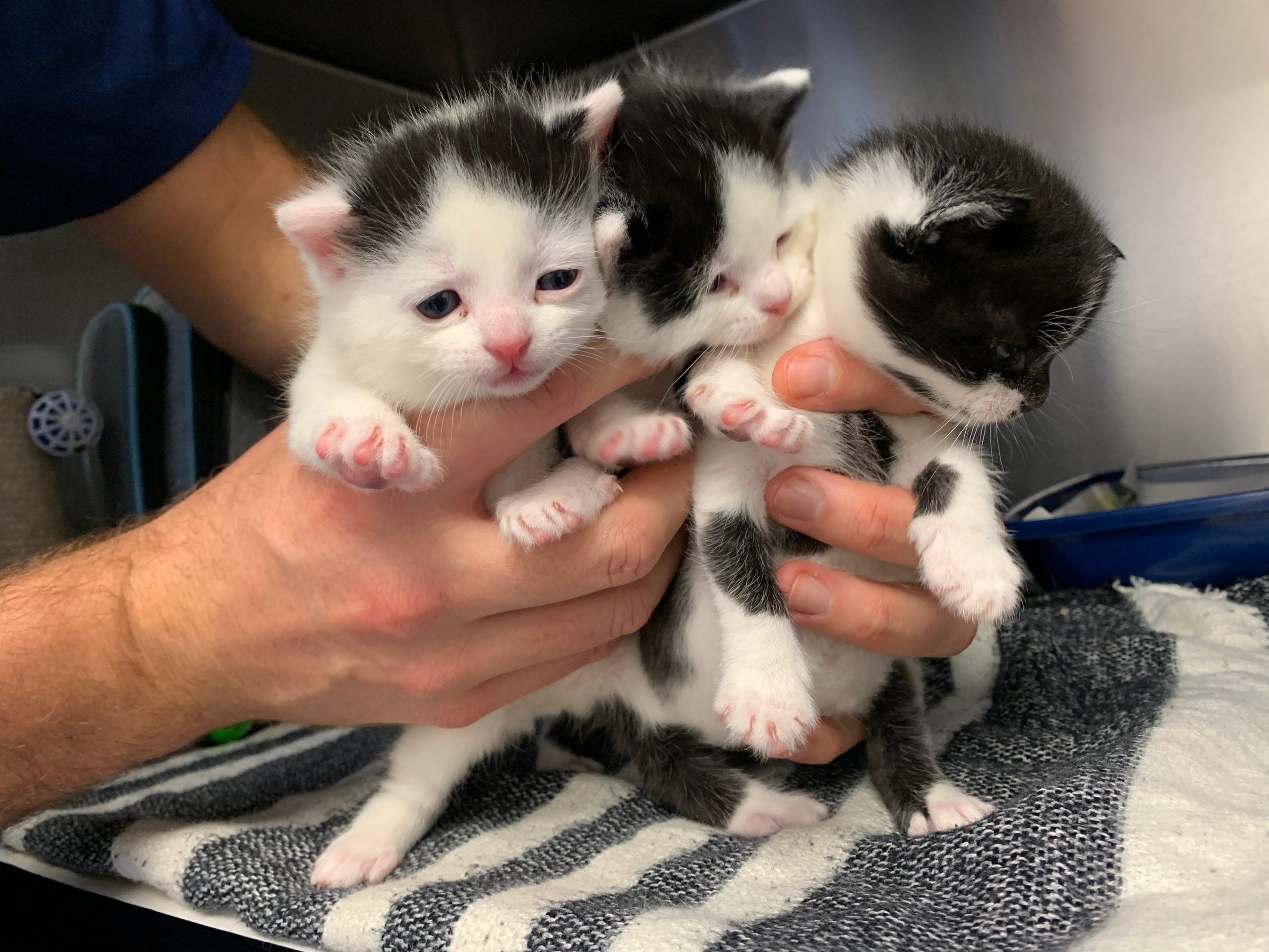 Teddy, Tommy and Tucker are three kittens abandoned in a bin just before Christmas