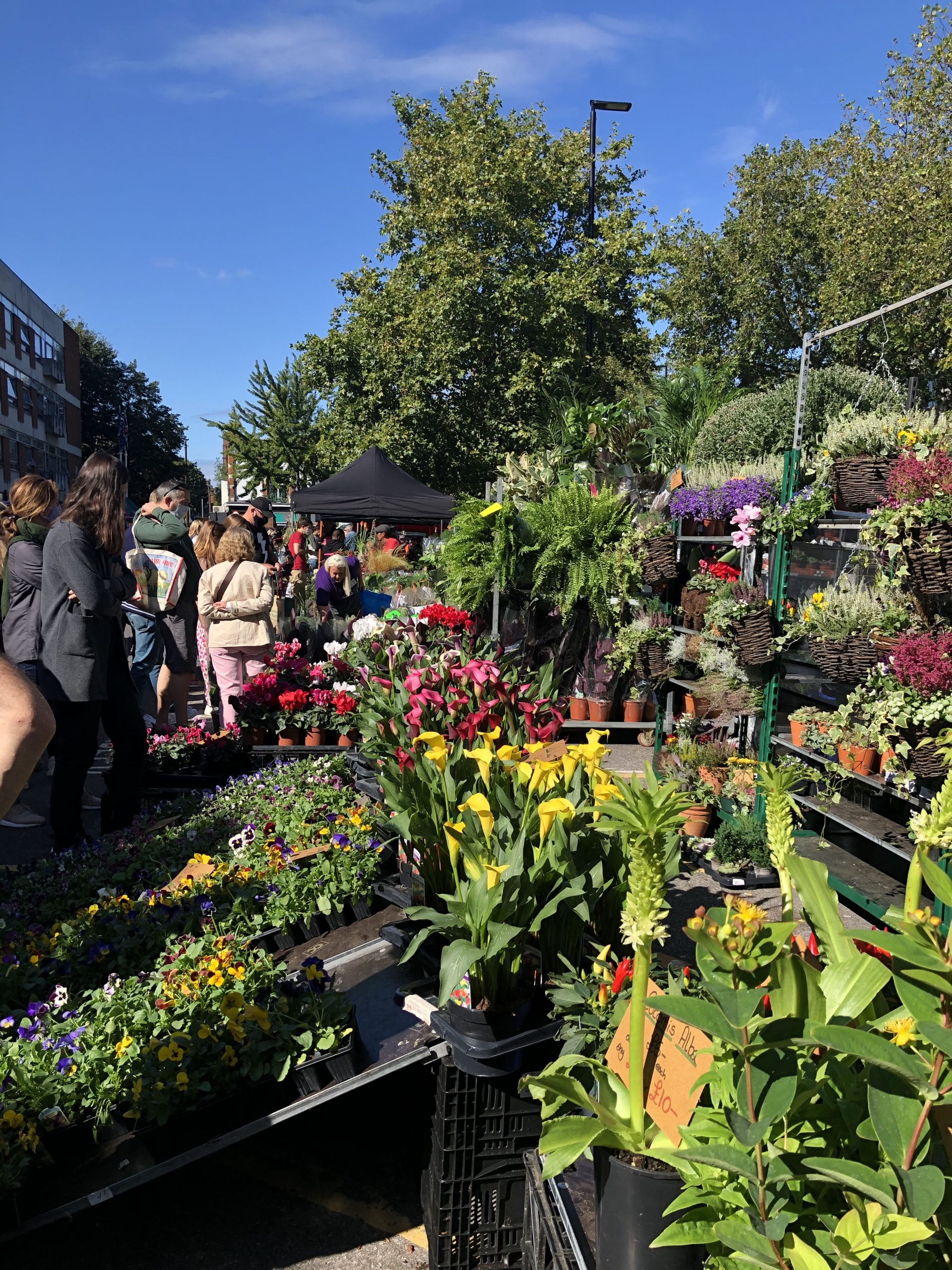 Bedding, succulents and tropical plants amongst a wide variety of horticultural products are on sale at the new Chiswick Flower Market.