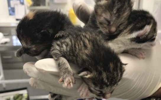 Three cute kittens held in a hand