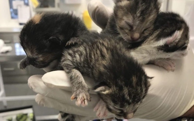 Three cute kittens held in a hand