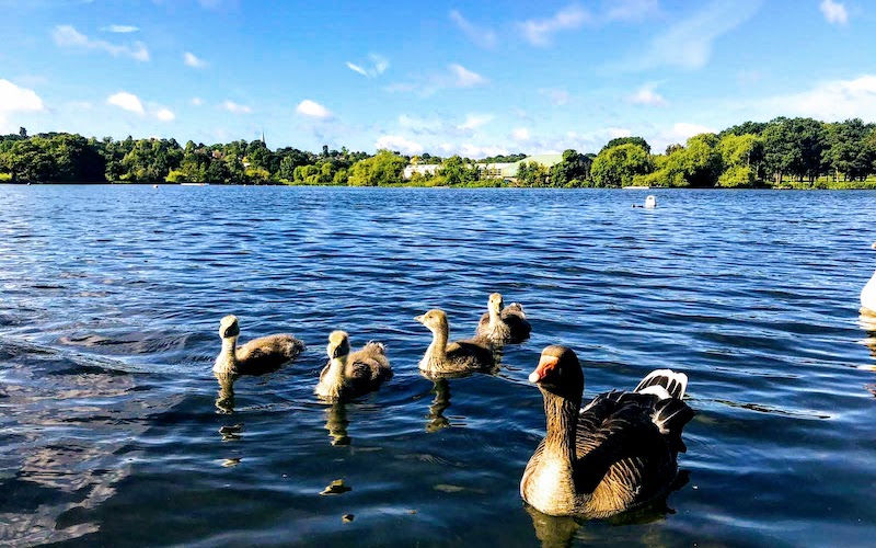 A family of ducks swim in Wimbledon Park