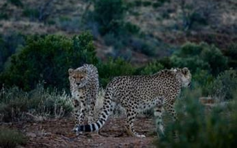 cheetah-1.jpg