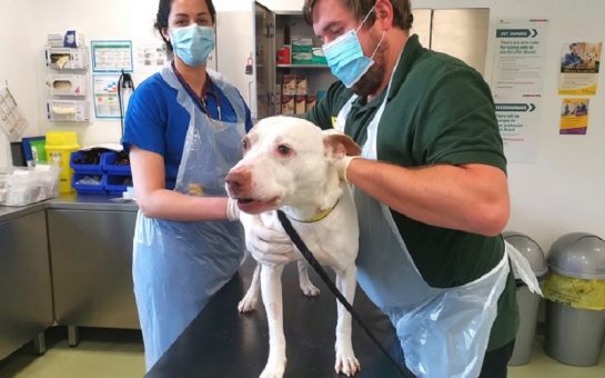 Two Dogs Trust vets in blue aprons and blue masks looking over a white dog on a table.