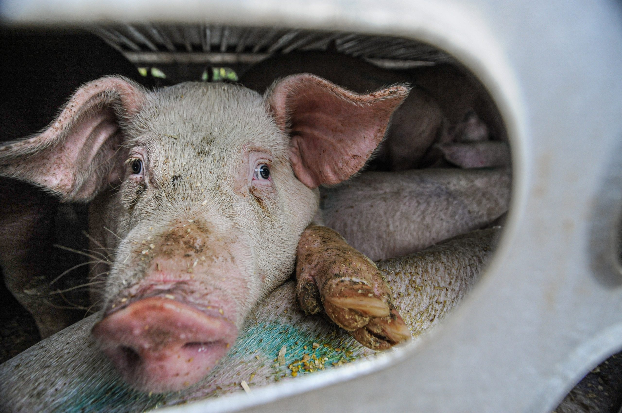 We risk setting back animal welfare by decades We risk setting back animal welfare by decades