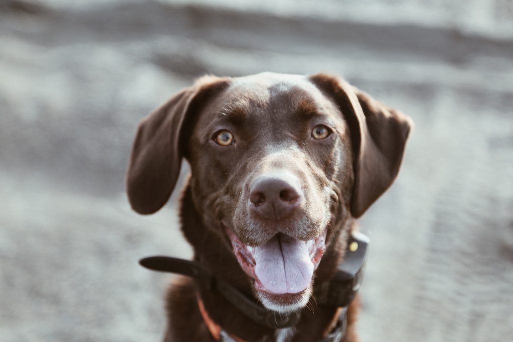 Top dog: The Labrador Retriever is the UK's most searched dog during the lockdown