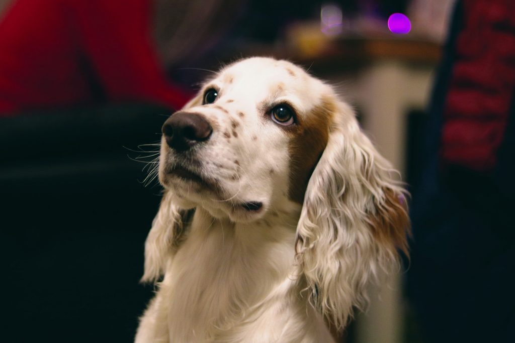 The English Cocker Spaniel is the second most searched dog during the lockdown