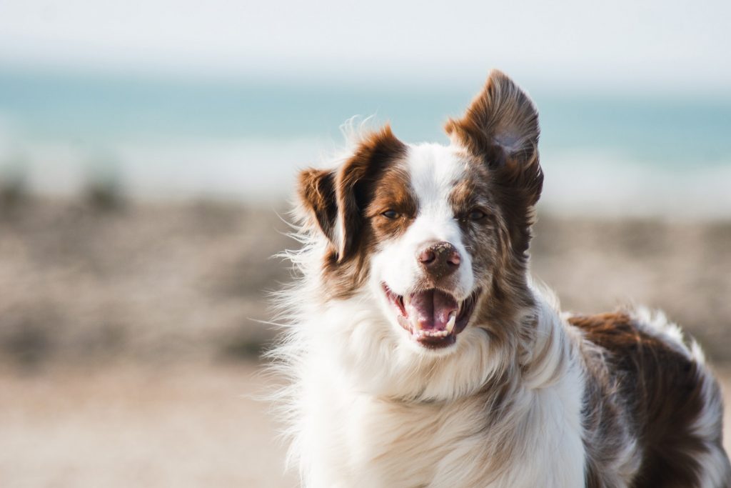 Experts have warned against getting a pet only because of the lockdown