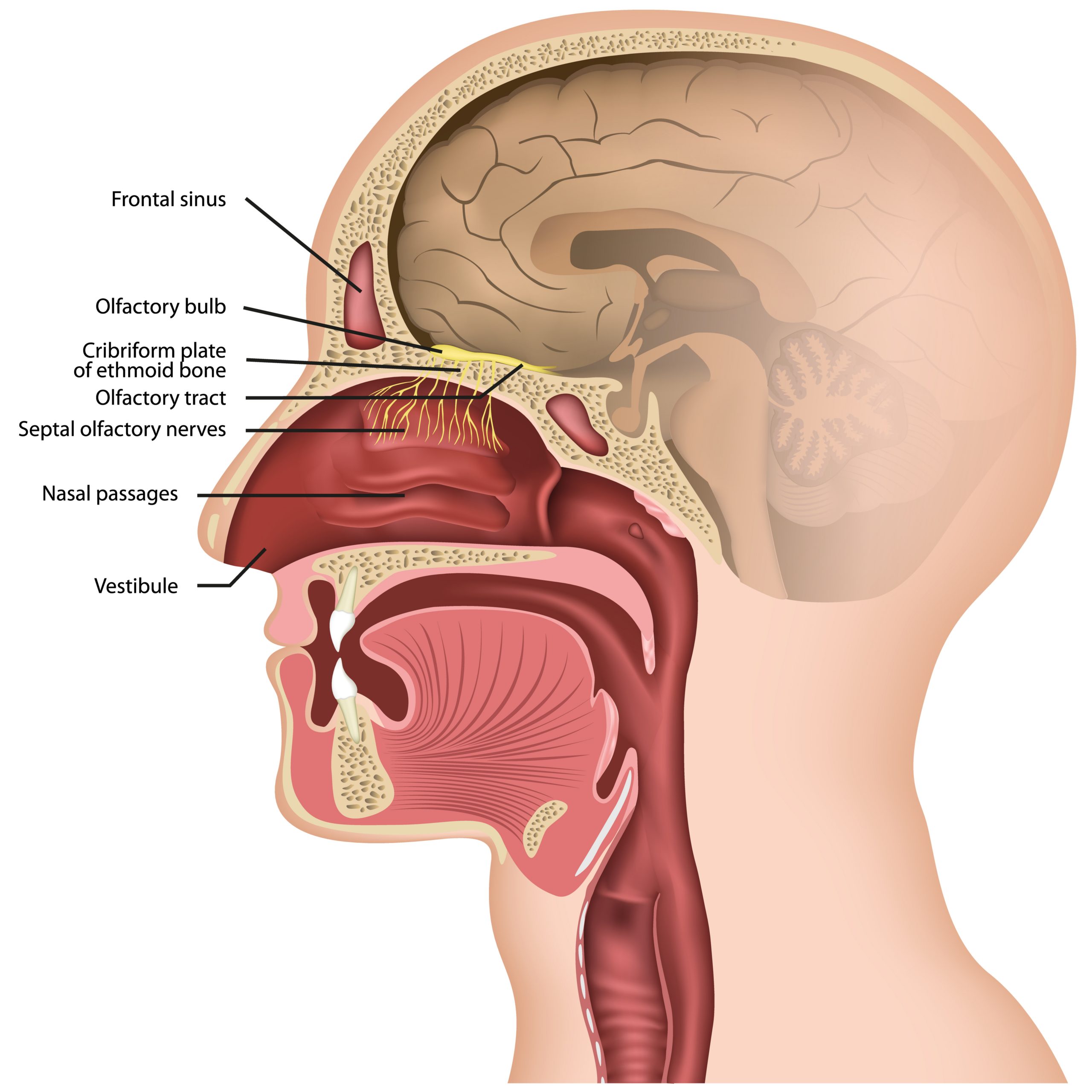 Cross-section of olfactory nerve nerve damage from Covid-19