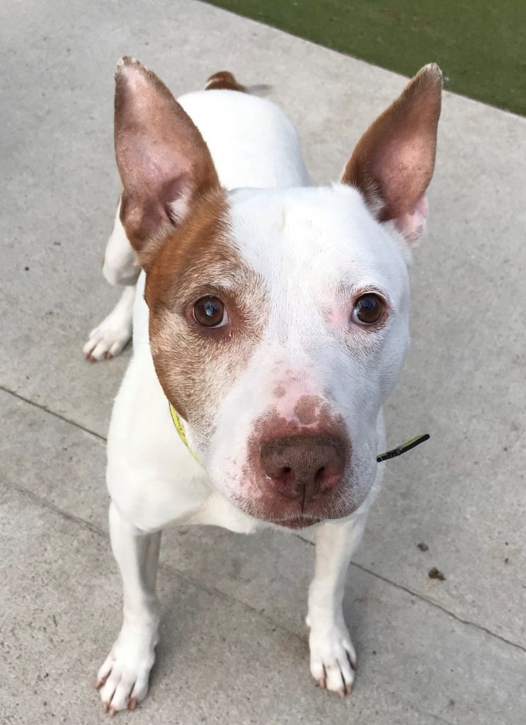 A very sad look crossbreed called Terry. He is white with a little brown nose and a brown patch around his right eye. He is standing and looking directly at the camera above him. (Credit: Dogs Trust)