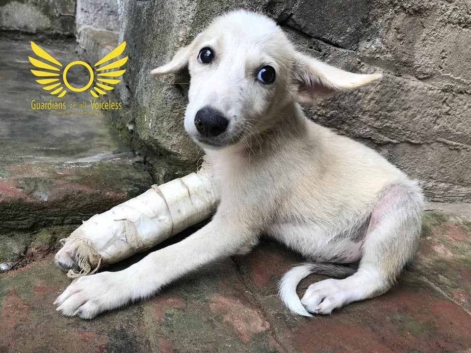 Gobi as a puppy in India