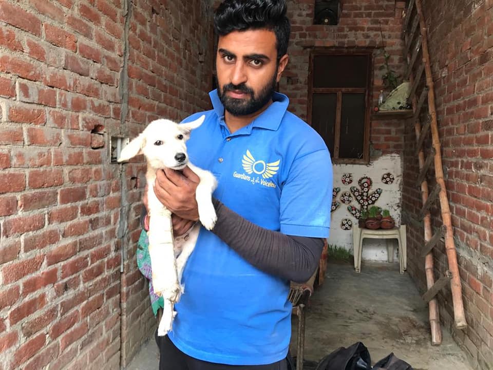 Gobi as a puppy in India, with a member of Guardians of All Voiceless