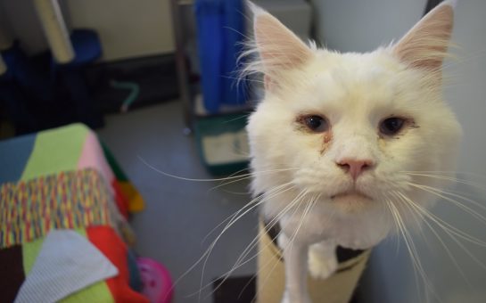 Casper, a Maine Coon cat sits on a cat post looking directly in to the camera