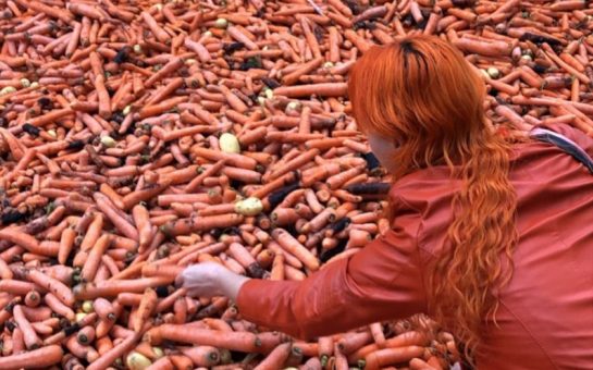 Woman looking at tonnes of carrots.