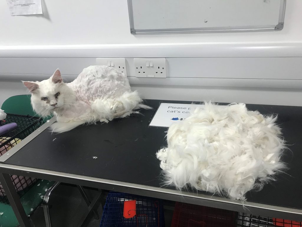 Casper, a white Maine Coon cat on a table after being shaved. A pile of his fur is in the foreground. 