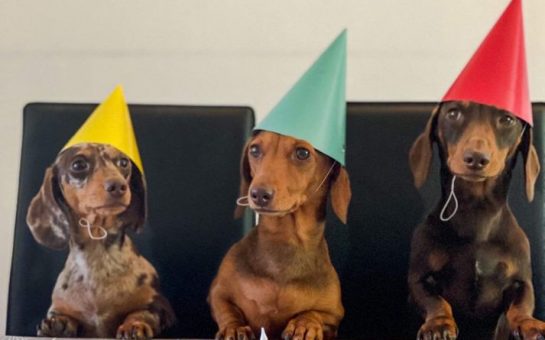 Three sausage dogs wearing hats at a birthday party