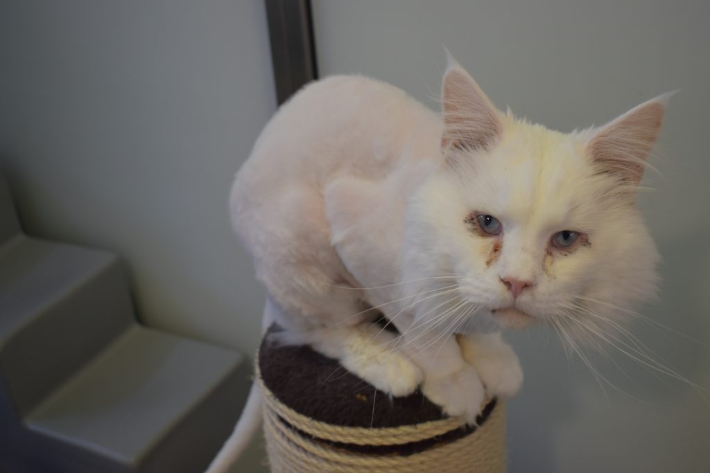 Casper, a half shaved white Maine Coon cat is sitting on a cat post. 