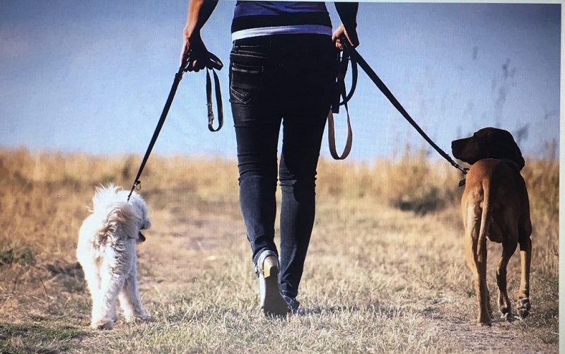 Best way to walk two sales dogs