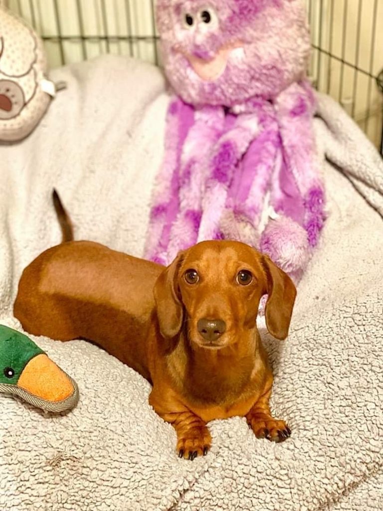 Five-year-old mini dachshund Coco after surgery 