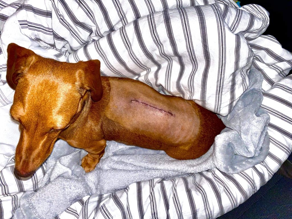 Mini sausage dog Coco after spinal surgery, showing scar