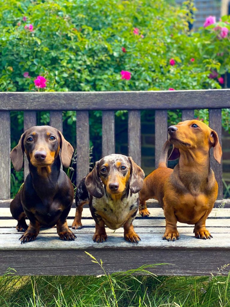 Mini sausage dog and her two puppies on a garden bench