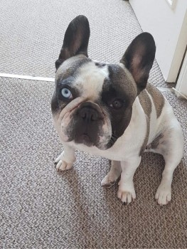 Pixie has been missing since September and has one blue eye