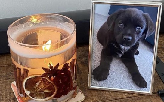 Framed picture of a black dog with a candle.