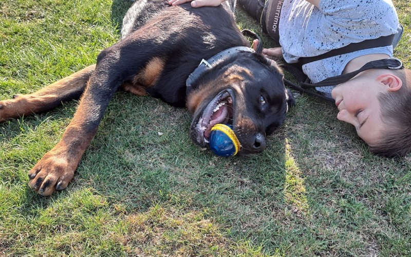 Rottweiler requires £14,000 surgery to avoid remaining paralysed