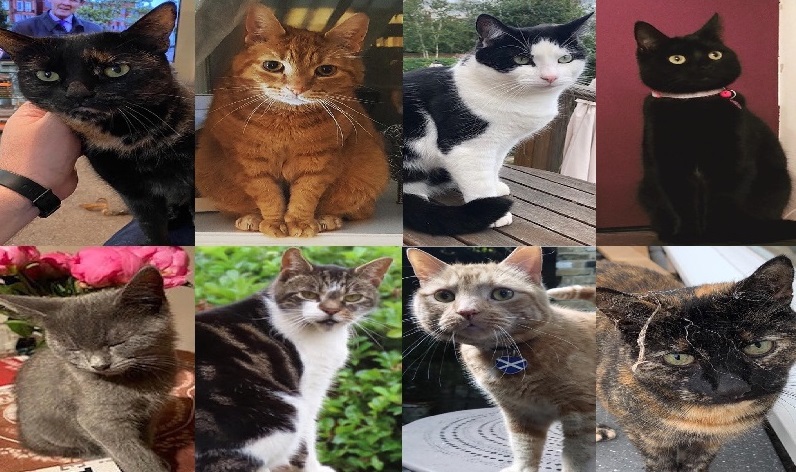 Eight shortlisted cat-didates