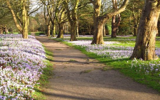Crocus Walk at Cannizaro Park