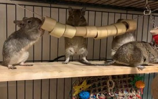 Degus playing in their cage