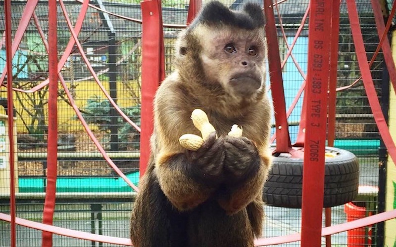Diablo the Capuchin Monkey at Battersea Park Zoo