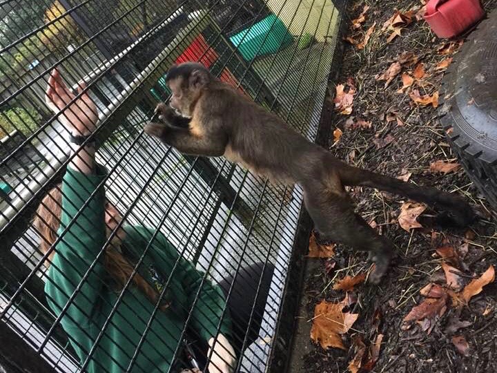 Charlotte Coventry, Senior Keeper at Battersea Park Zoo and Diablo the Capuchin Monkey