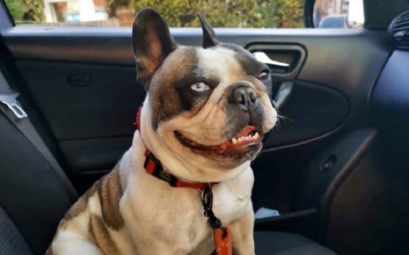 bulldog pixie sat in a van