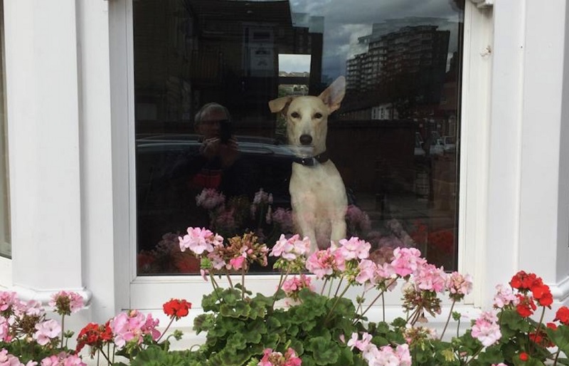 gobi at his new home