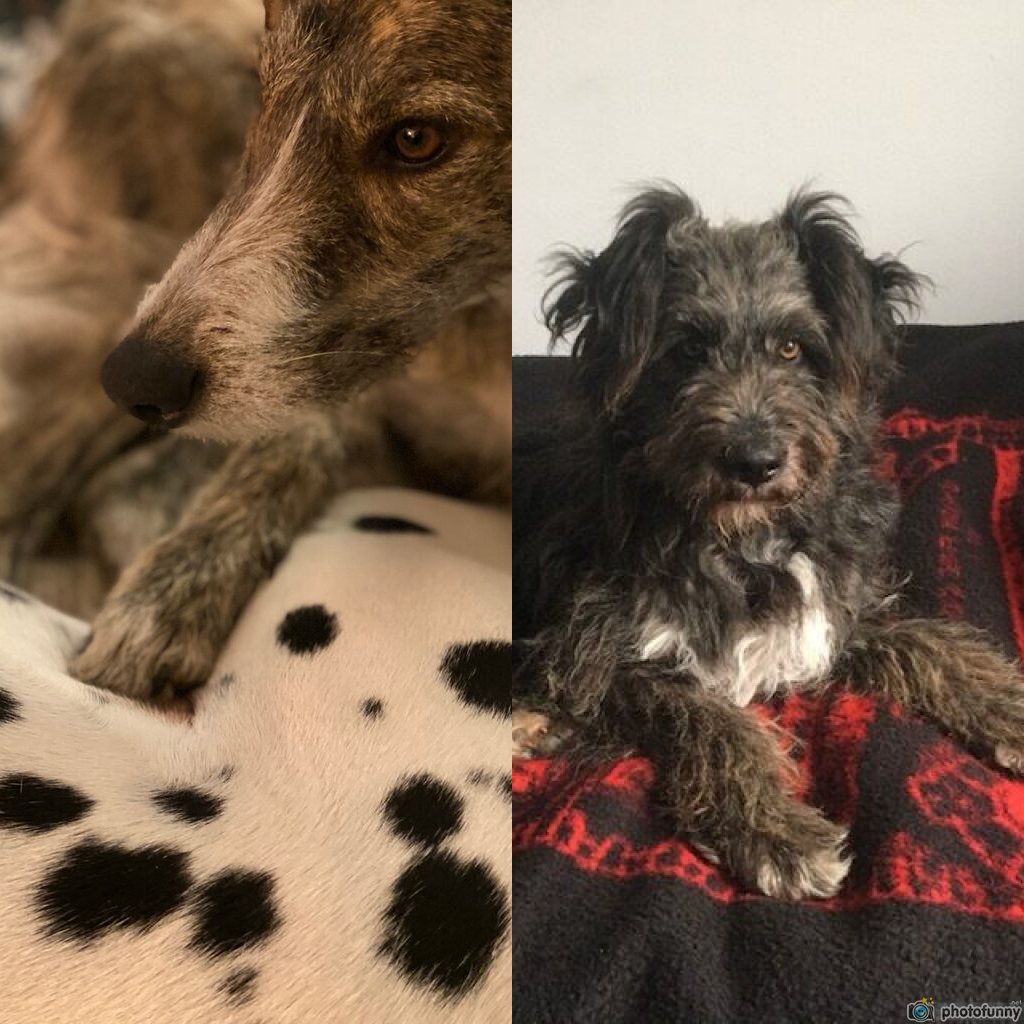 rescue dogs adopted over lockdown