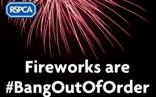 rspca bang out of order poster