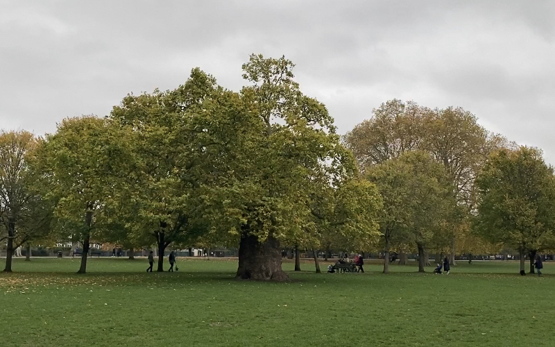 A photo taken in Ravenscourt Park of tree number six, a London Plane Tree