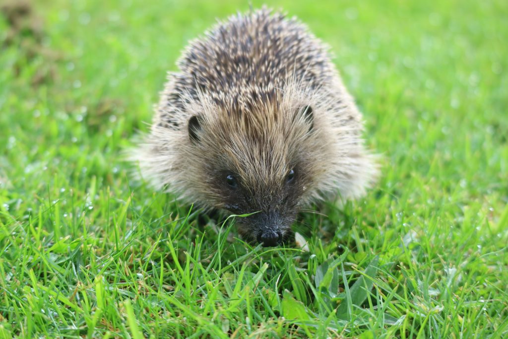 hedgehog road signs save the lives of the endangered species