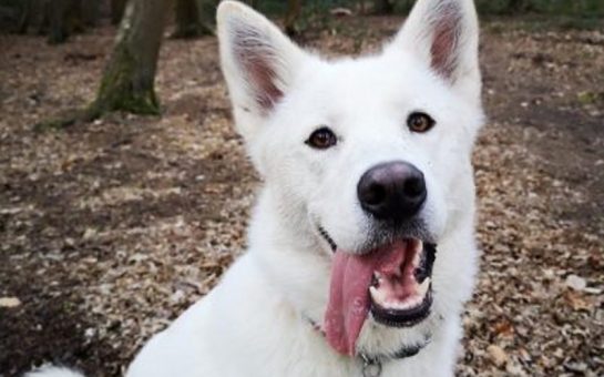 a headshot of a puppy