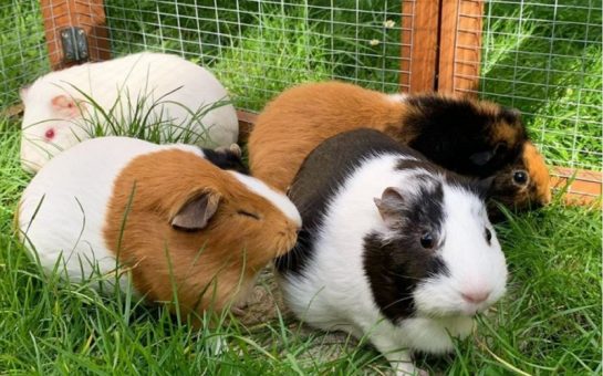 Four guinea pigs