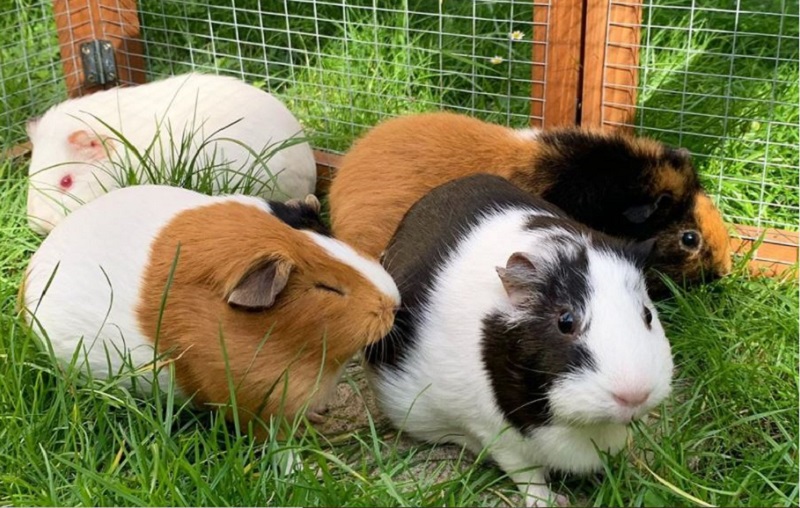 Four guinea pigs