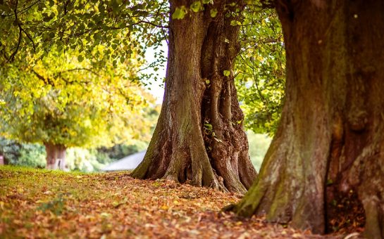 trees with autumn leaves