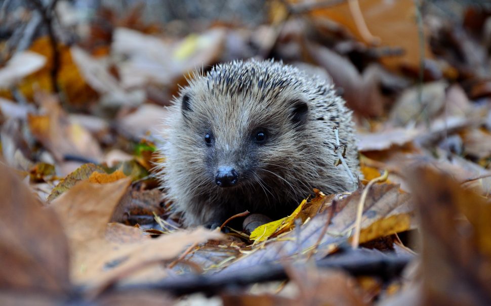 Save the hedgehogs! Putney campaigners secure hedgehog road signs to